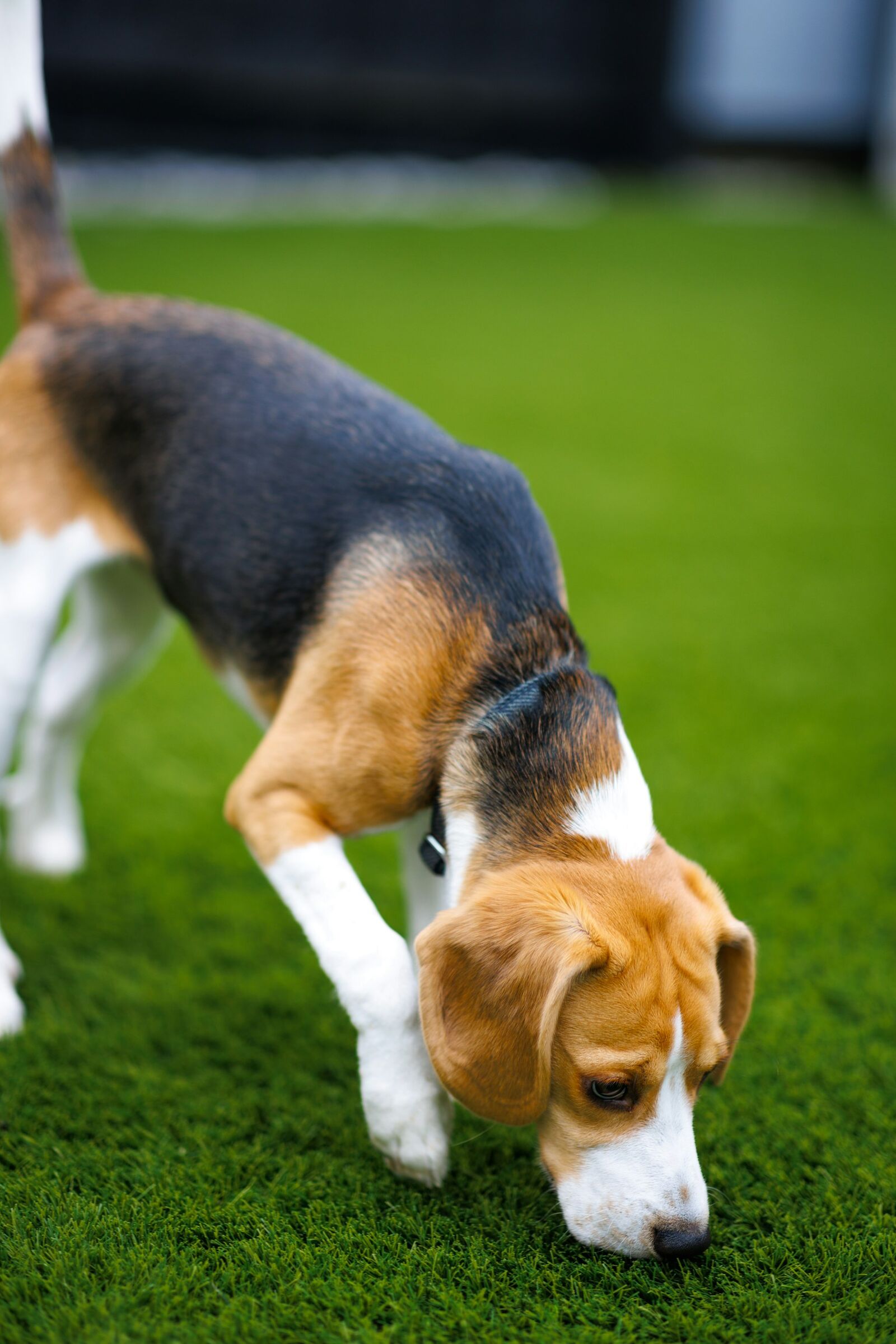 Nosework