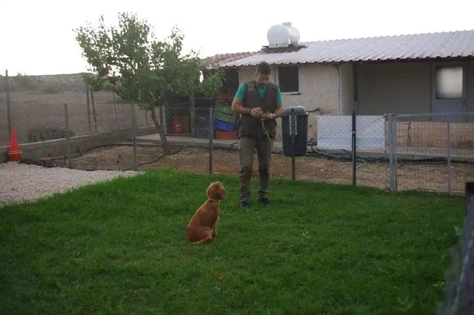 Luna Cocker Spaniel σε στιγμιότυπα κατά την εκπαίδευσή της.