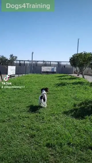 Max Springer Spaniel