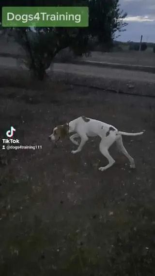 Roza English Pointer σε μάθημα φέρμας και σταθεροποίησης της.