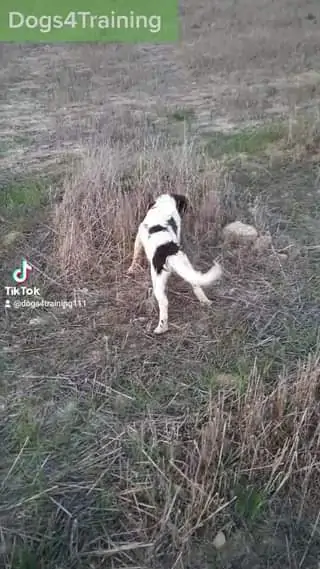 Irma Springer Spaniel 6 μηνών.  
 Αναλύστε την συμπεριφορά του σκύλου σας και ε...