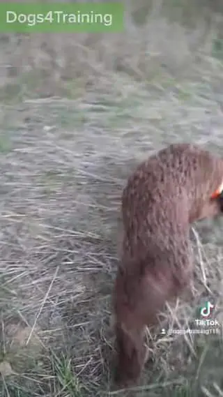 Orso Lagotto Romagnolo, σε εκπαιδευτικό βίντεο εξέλιξης για αναζήτηση τρούφας. ...