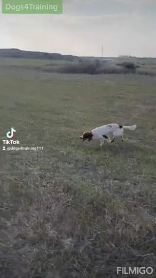 Σαλώμη Springer Spaniel σε ασκήσεις φρεσκαρίσματος.