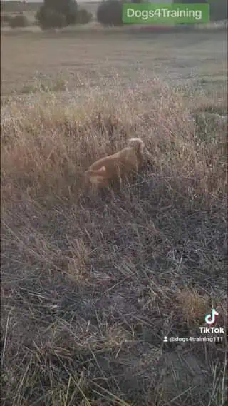 Daisy Cocker Spaniel σε ωραία εκπαιδευτικά στιγμιότυπα.