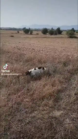 Lety Springer Spaniel 2