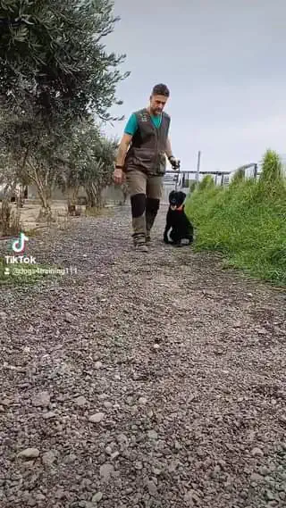 Bella Labrador σε εκπαιδευτικές στιγμές που αξίζει να παρακολουθήσετε. Η πρόοδο...