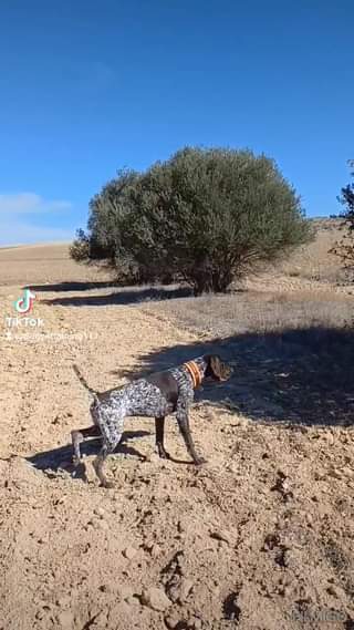 Bruno Tis Triandrias 7 μηνών σε στιγμιότυπα εκπαίδευσης.