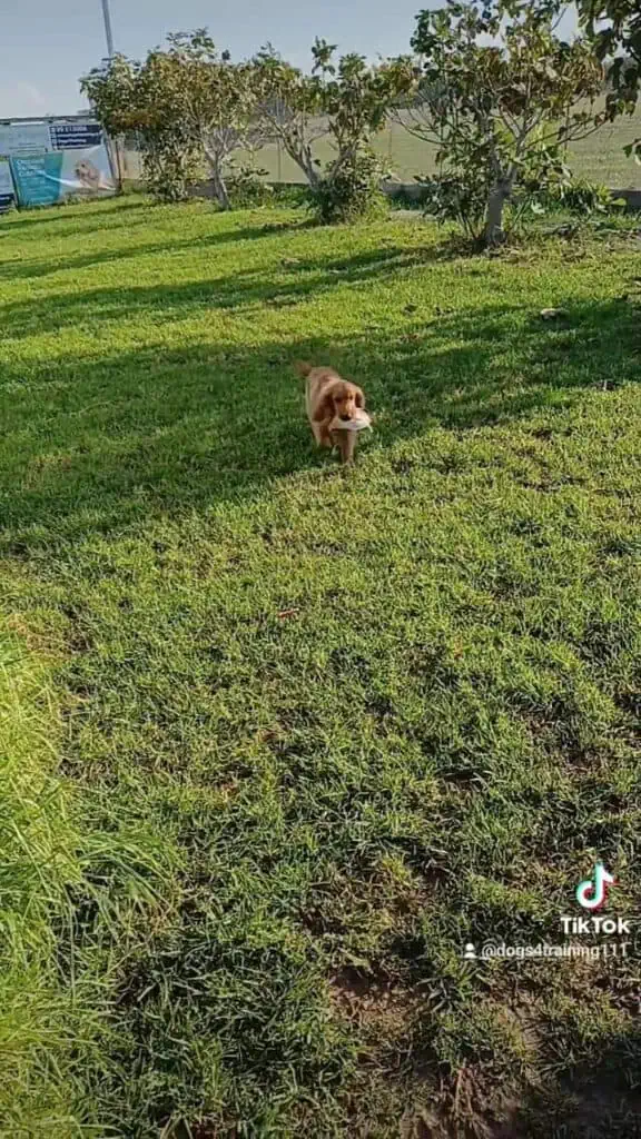 Penny Cocker Spaniel.
 Ίσως το σημαντικότερο στάδιο κατά τη διαδικασία της εκπα...