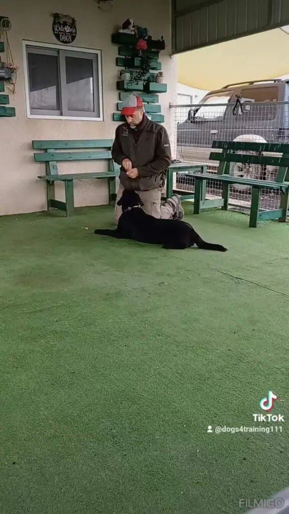 Boubis Labrador.
 Η ανταμοιβή στην εκπαίδευση κάνει θαύματα. Είναι πολύ σημαντι...