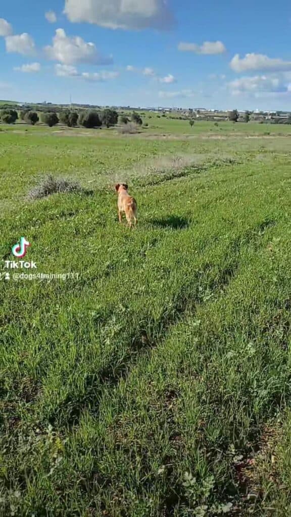 Η χρήση τιμωρητικών μεθόδων εκπαίδευσης, όπως τα χτυπήματα, η χρήση ηλεκτρικών ...