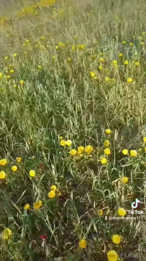 Dragče Salensis, Springer Spaniel.
 Η εκπαίδευση αποτελεί το θεμέλιο για το εκπ...