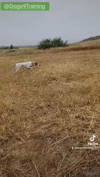 Bruno English Pointer.
 Η εκπαίδευση αποτελεί το μέσο επικοινωνίας μεταξύ ανθρώ...