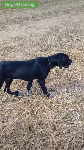 Boss of Michalakis Aresti Kennel 6,5 μηνών στα πρώτα στάδια εκπαίδευσης.