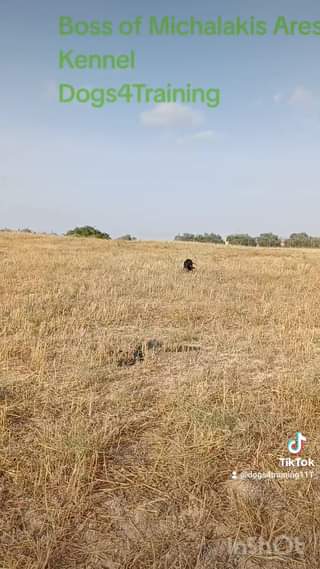 Boss of Michalakis Aresti Kennel.
 Η συνέπεια είναι ένας σημαντικός παράγοντας ...