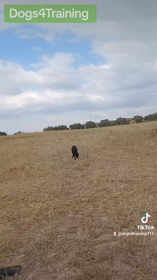 Boss of Michalakis Aresti Kennel.