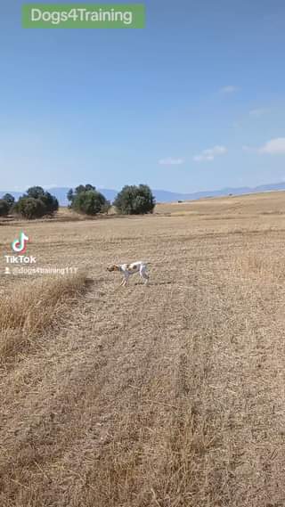 Bruno English Pointer.
 Το πάθος για το κυνήγι είναι το υπ'  αριθμόν 1 ζητούμεν...