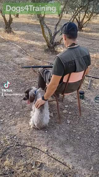 Zairo Cocker Spaniel.
 Ένα από τα πιο σημαντικά σημεία της εκπαίδευσης σκύλων ε...