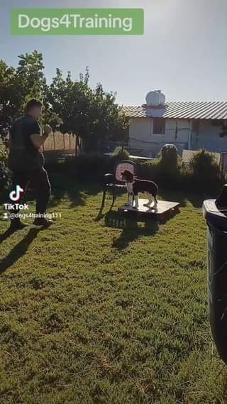 Τα προγράμματα εκπαίδευσης σκύλων στο Dogs4Training επικεντρώνονται στις ανάγκες...