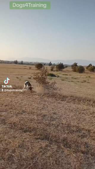 Holly of Michalakis Aresti Kennel.
 Η εκπαίδευση σκύλων απαιτεί χρόνο και υπομο...