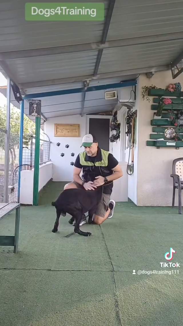 Tayson Cane Corso.
 Τα σκυλιά μαθαίνουν γρήγορα και απολαμβάνουν μια καλά σχεδι...